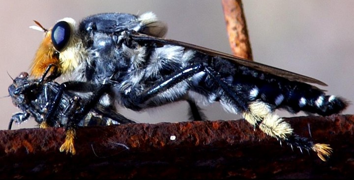 воздушный ассасин