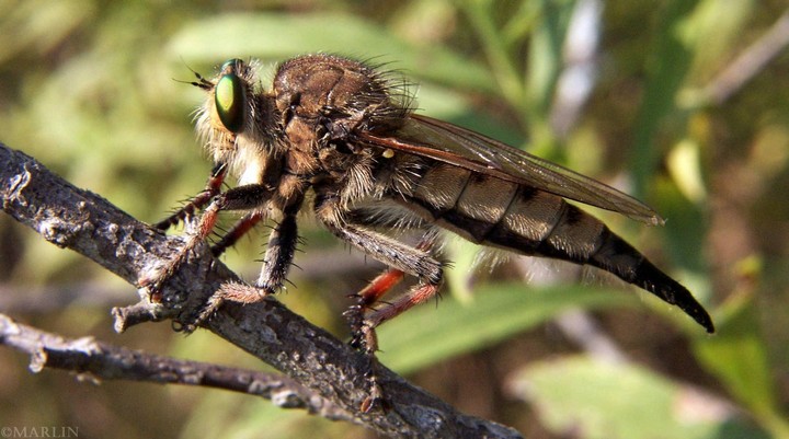 муха-ассасин