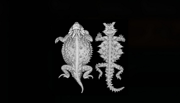 дьявол пустынь