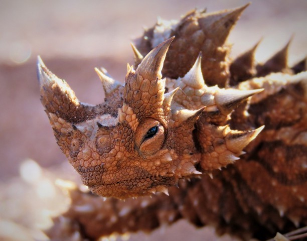 австралийский молох