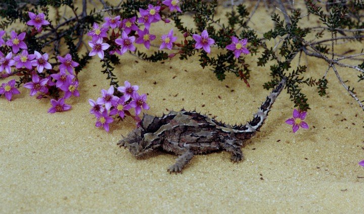 ящерица и цветы