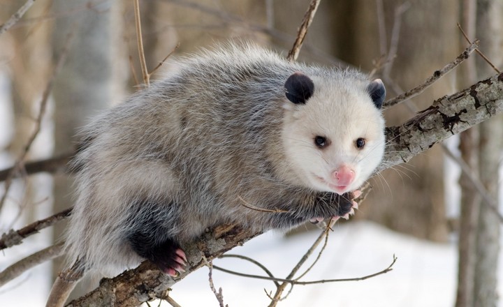опоссум