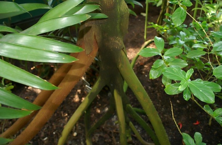 корни дерева корни дерева