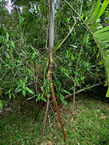 шагающая пальма шагающая пальма