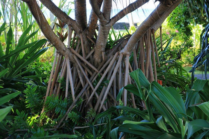 странное дерево