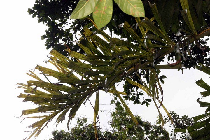 лист пальмы лист пальмы