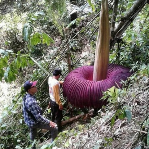 большой цветок