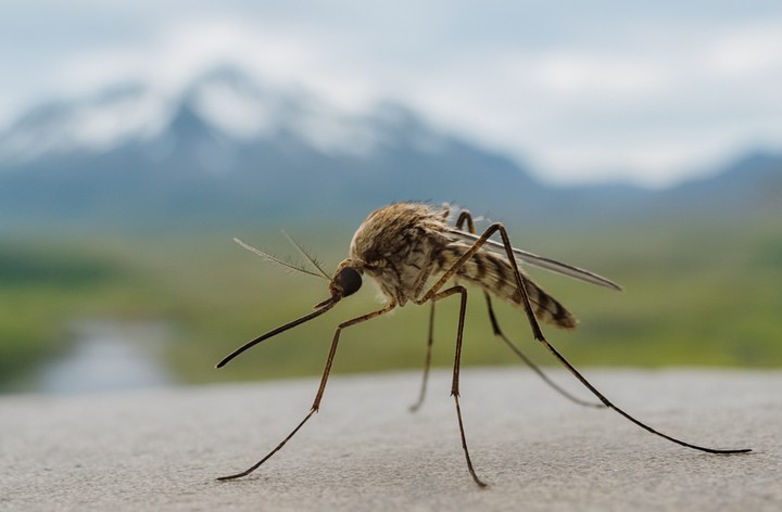 комар в исландии комар в исландии