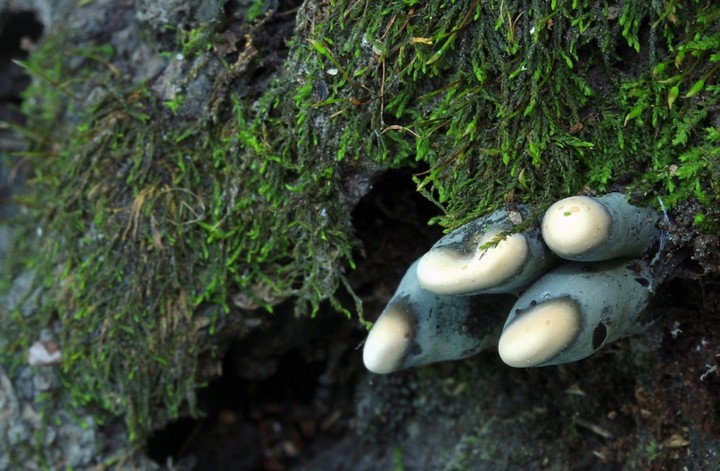 пальцы мертвеца пальцы мертвеца