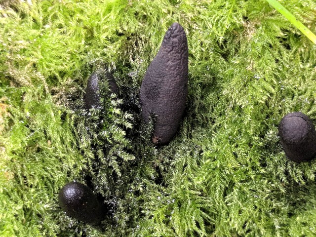 ксилярия многообразная ксилярия многообразная