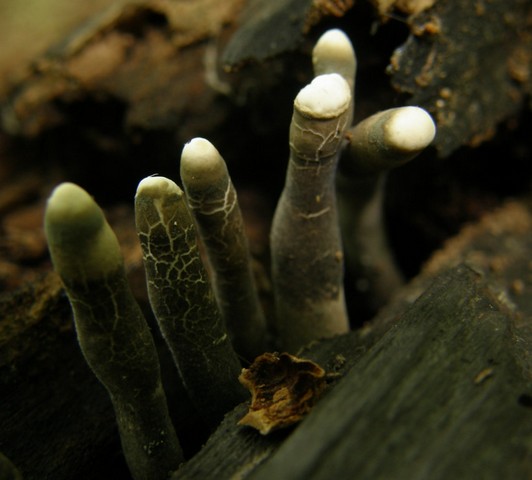 ксилярия ксилярия