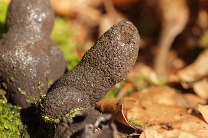 странный гриб странный гриб