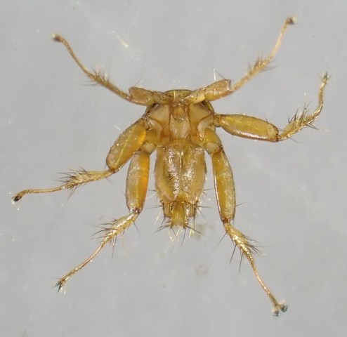 муха без крыльев муха без крыльев