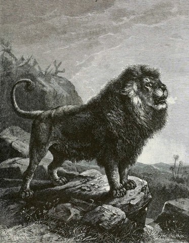 вымерший лев вымерший лев