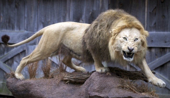 рисунок льва рисунок льва