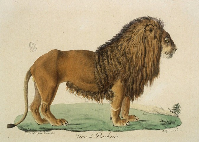берберийский лев берберийский лев
