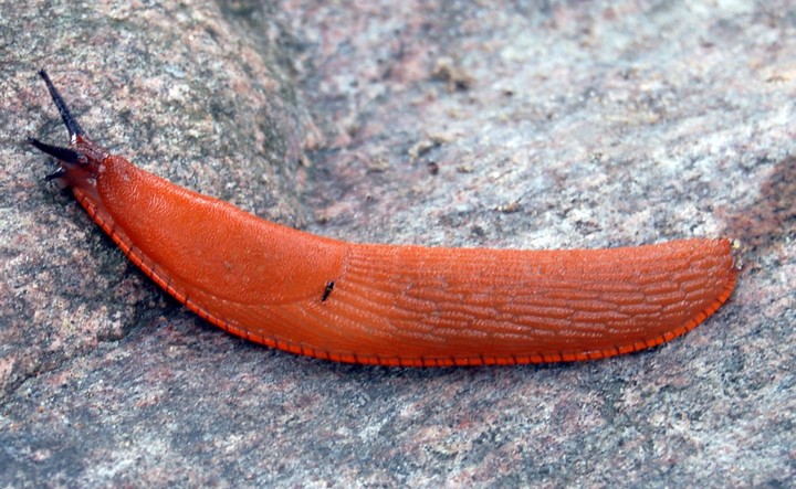 красный слизень красный слизень