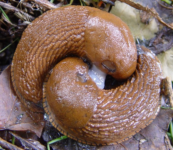 слизняки слизняки