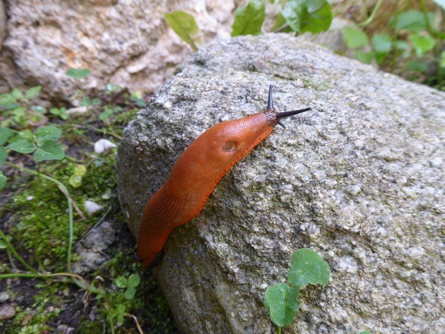 красный испанский слизень красный испанский слизень