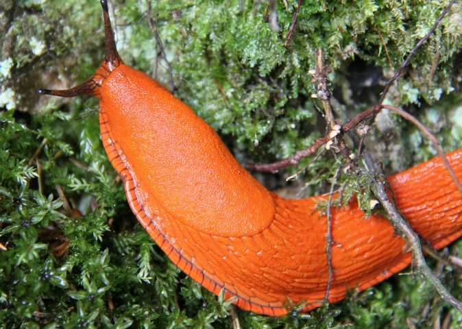 яркий слизняк и его вред яркий слизняк и его вред