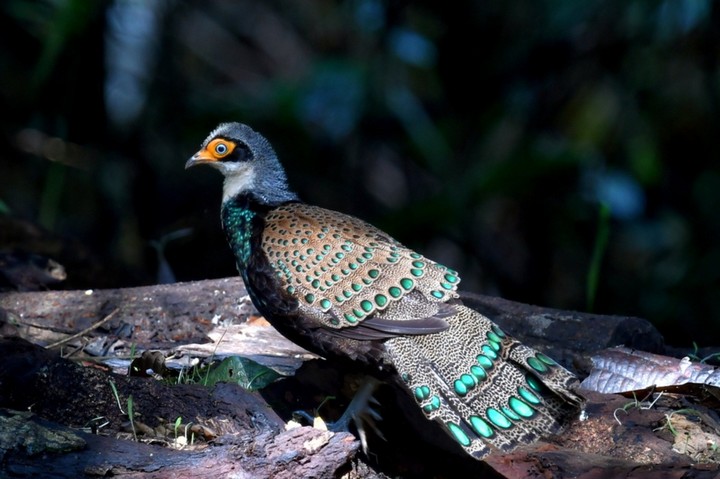 фазан борнео фазан борнео