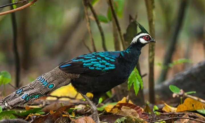 благородный фазан