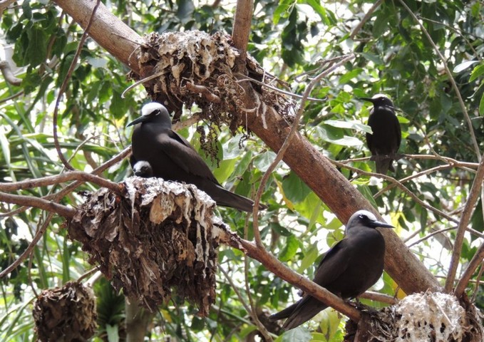 пизония и птицы