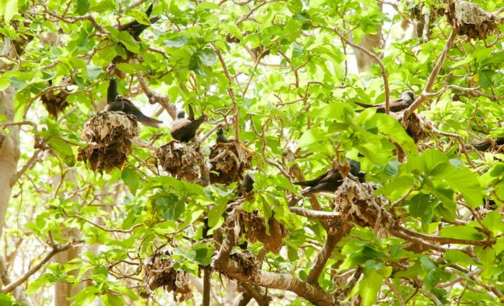 пизония ловит птиц