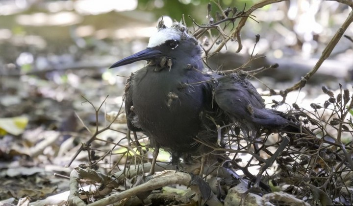 птица попала в ловушку пизонии