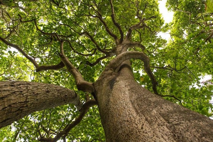 пизония дерево