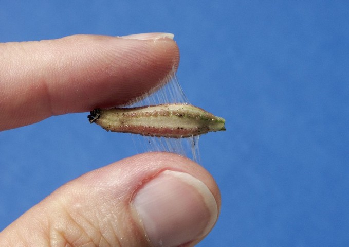 липкая семечка