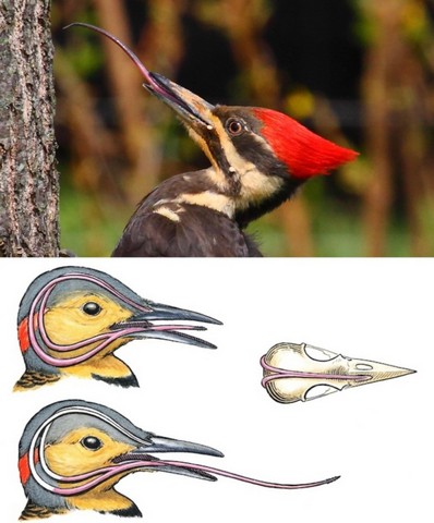 язык защищает от сотрясений