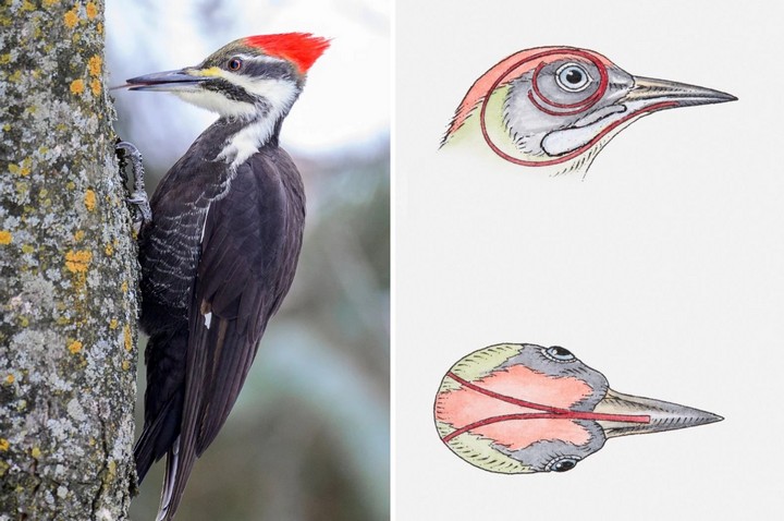 необычный язык