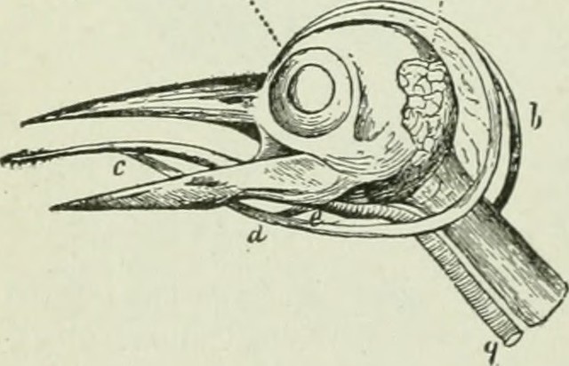 строение черепа дятла