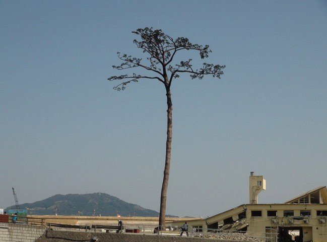 сосна в японии