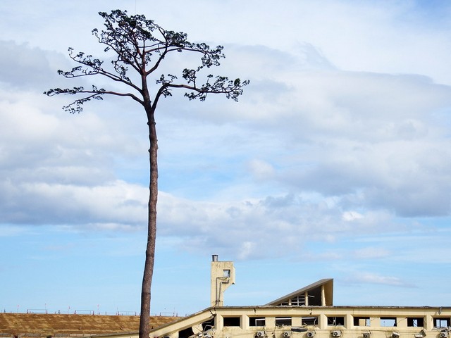 сосна Рикудзентаката