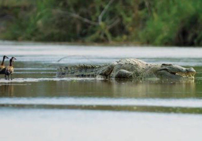 монстр танганьики монстр танганьики