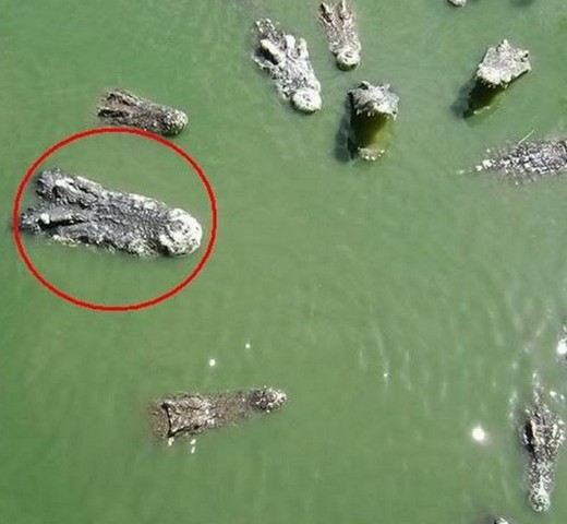 крокодилы крокодилы