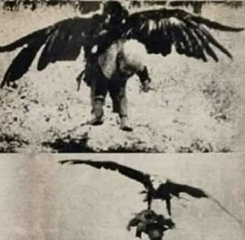 орел тащит ребенка орел тащит ребенка