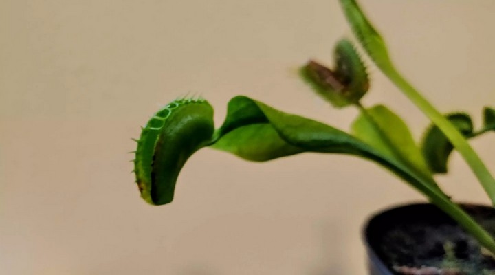 мухоловка ловит жертву мухоловка ловит жертву