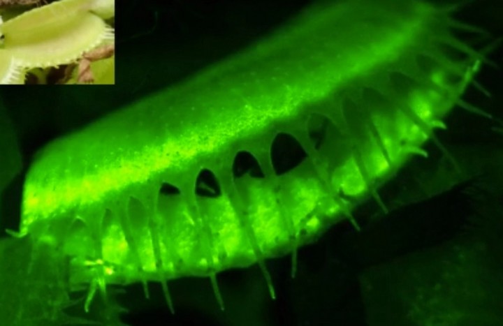 как работает ловушка как работает ловушка