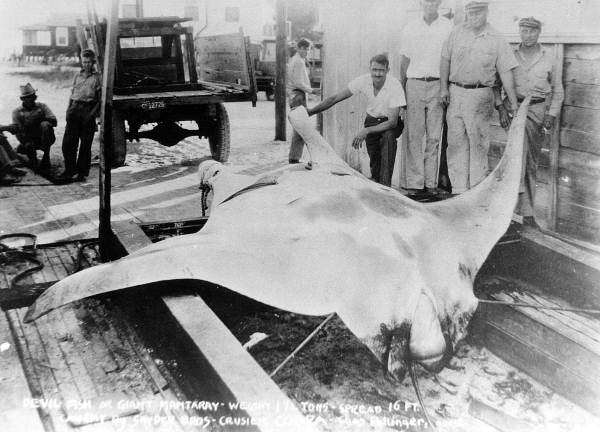 огромная манта огромная манта