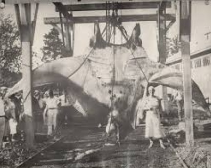 рыба-гигант