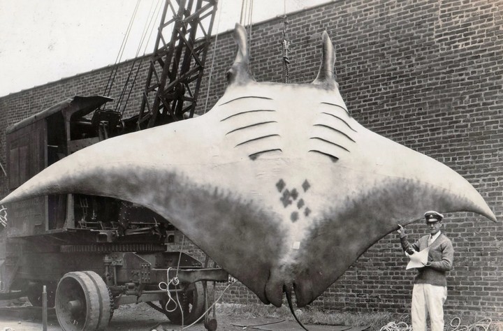 гигантская манта гигантская манта