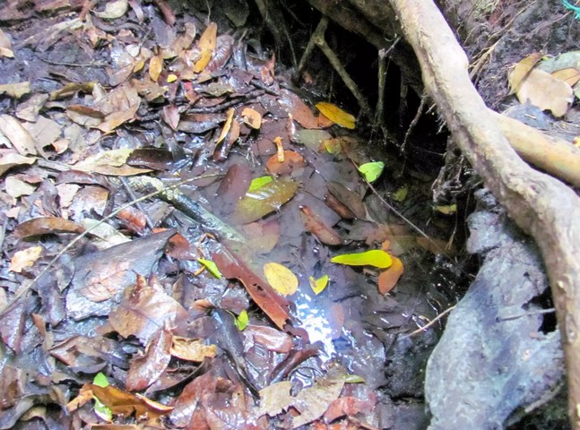 старт замбези старт замбези