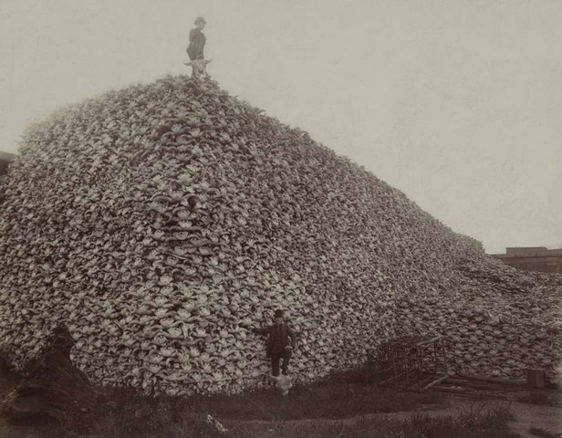 черепа бизонов черепа бизонов