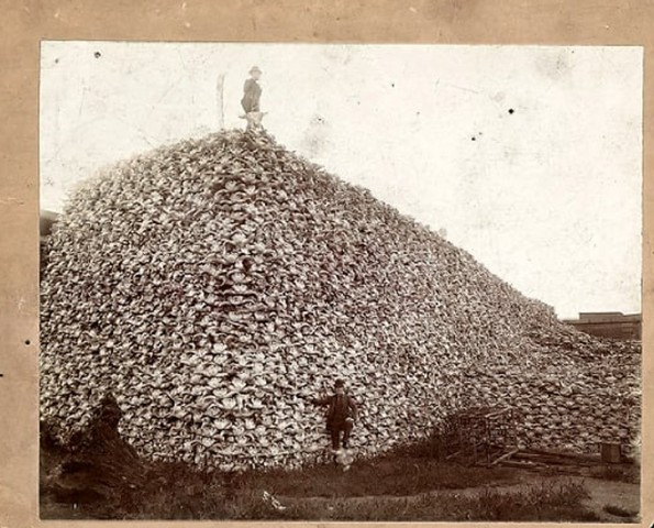 катастрофа бизонов катастрофа бизонов