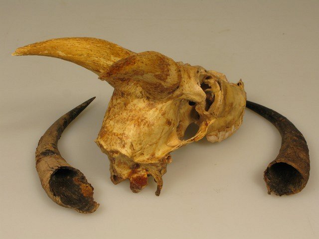 останки бизона