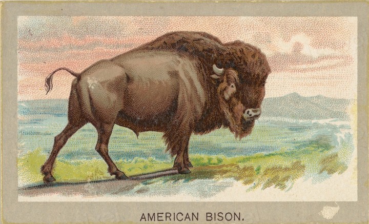 американский бизон американский бизон