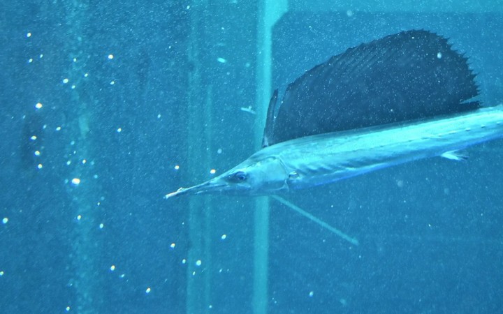 фото парусника